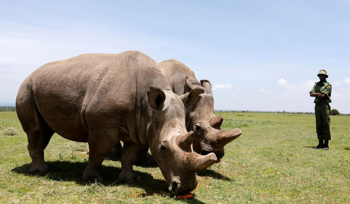 Northern white rhinos